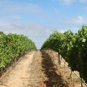 Heard it through the grapevine? Extension training ensures information accuracy.