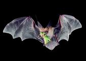 A pallid bat catching dinner mid air. (Photo: Bat Conservation International)