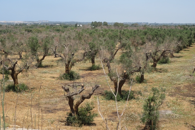 An olive orchard in Italy suffering from quick decline syndrome. (Photo: Rodrigo Krugner)