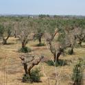 An olive orchard in Italy suffering from quick decline syndrome. (Photo: Rodrigo Krugner)