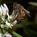 An adult honey bee on a white clover blossom.  Photo by Jack Kelly Clark