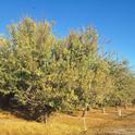 Salt accumulation in almond trees' root zone is a sleeping dragon, says UCCE advisor David Doll.