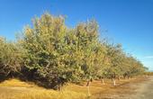Salt accumulation in almond trees' root zone is a sleeping dragon, says UCCE advisor David Doll.