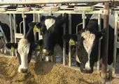 Dairy cattle breeding can be improved with genomics.