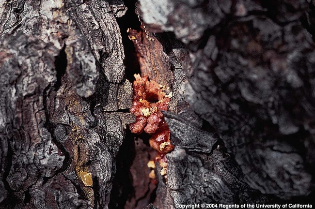 Boring by adult bark beetles often results in pitch tubes; this one was caused by red turpentine beetle attacking Monterey pine. (Photo:Jack Clark).
