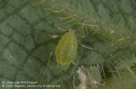 The strawberry aphid is one of the pests included in the new app.