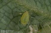 The strawberry aphid is one of the pests included in the new app.