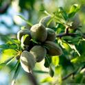 These almonds are still in the hull on the tree. Using the orchard biomass, hulls and shells for renewable power generation, soil amendment and dairy feed reduces the carbon footprint.