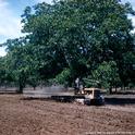 Trees, like this walnut orchard, store carbon.