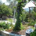 UC Master Gardener Mary Steele's front yard, which is irrigated with laundry water.
