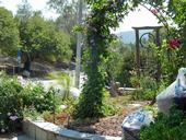 UC Master Gardener Mary Steele's front yard, which is irrigated with laundry water.