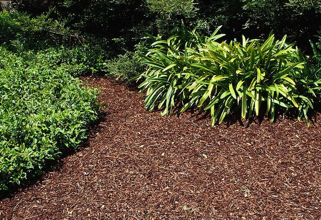A layer of mulch looks nice and helps conserve water in the landscape.