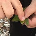 These bay laurel leaves show P. ramorum symptoms.