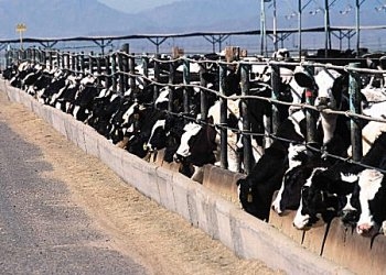 Cows feed at a California dairy. (Photo: Wikimedia Commons)