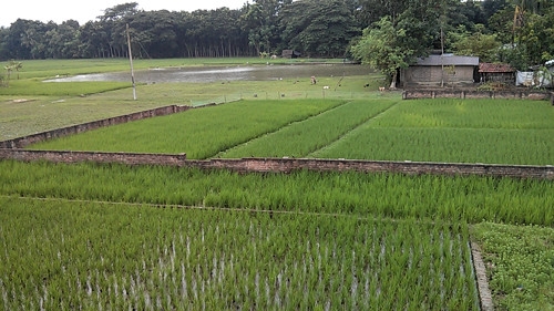 Rice farm in Bangladesh