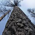 After a forest fire, burned trees both standing and on the ground, help protect the soil from erosion.