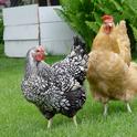 Backyard chickens are susceptible to avian flu spread by birds migrating on the Pacific flyway. (Photo: Wikipedia)