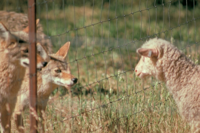 Good fencing is one tool that allows coyotes and sheep to share the open range.