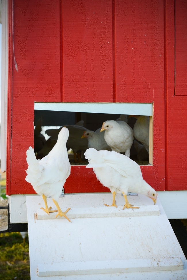 Chickens walking the ramp to the Eggmobile. (Photo: Don Preisler)