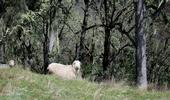 A ewe and her lamb at the UC Hopland Research and Extension Center. (Photo: Robert Keiffer)