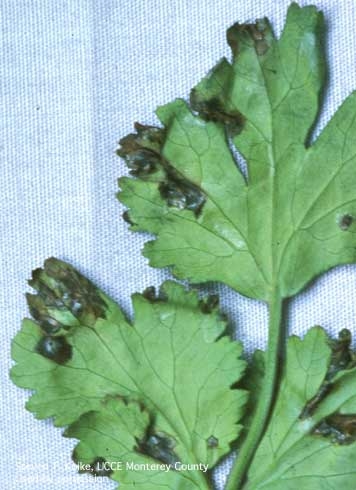 Bacterial leaf spot on cilantro.