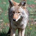 Some coyotes have adapted to urban environments, creating a need for outreach and managing coyote-human conflicts.