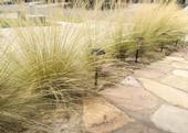 Mexican Feather Grass (Nasella or Stipa tenuissima) is popular in home landscapes because of its drought tolerance. Photo credit: Melissa Womack, UC Master Gardener Program