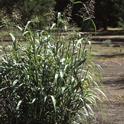 Johnsongrass, one of the most troublesome weeds in the world, is closely related to sorghum, which is grown for food, fodder and biofuel.