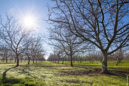 If the current trend of warmer winters continues in Yolo County, chill hours may be insufficient for many walnut varieties by the year 2100.
