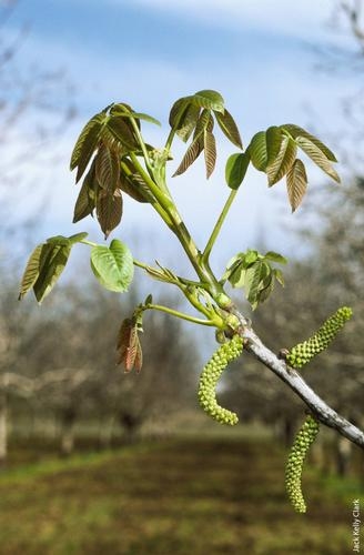 Insufficient chill hours can cause a delay in the opening of leaf and flower buds in crops such as walnuts, which may result in a smaller crop yield..