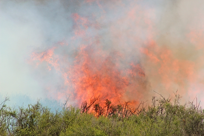 Fire consumes a dense chaparral research plot at UC Hopland Research and Extension Center. (Photo: Evett Kilmartin)