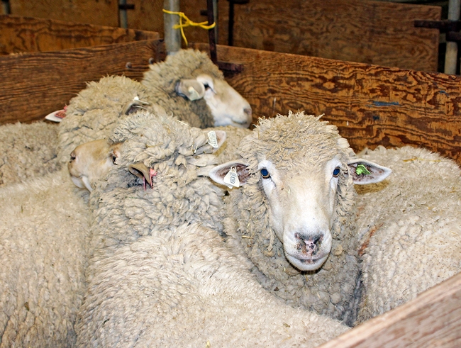Ewes waiting for shearing at the UC Hopland Research and Extension Center Sheep Shearing School. (Photo: Evett Kilmartin)