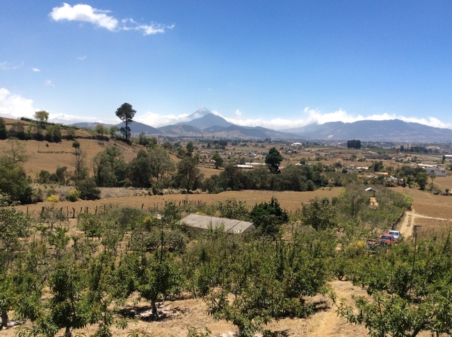 Peach trees in the highlands of Guatemala with a view of the Santa Maria Volcano in the distance.