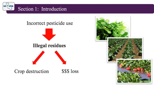 New online course from UC IPM presents information on illegal pesticide residues.