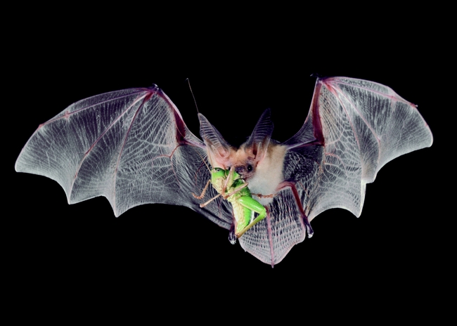 Addition to catching prey in flight, pallid bats will also hunt on the ground for prey, such as crickets, grasshoppers and scorpions.