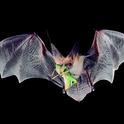 Addition to catching insects in flight, pallid bats also hunt on the ground for prey, such as crickets, grasshoppers and scorpions.