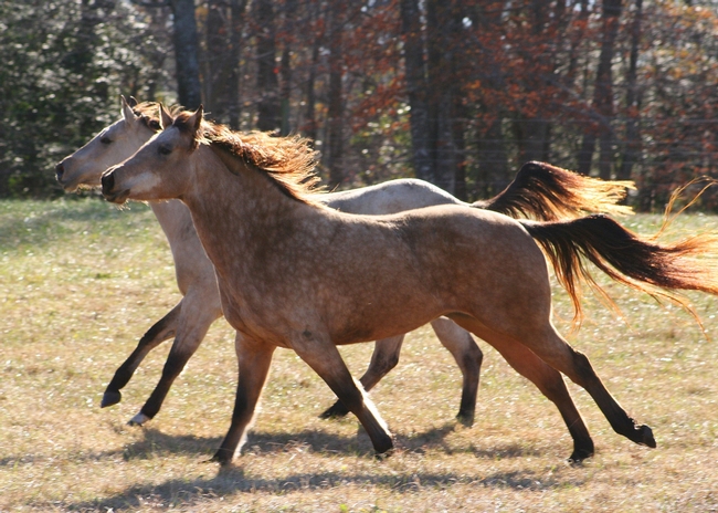 Wild horses are beautiful, but present land management challenges.