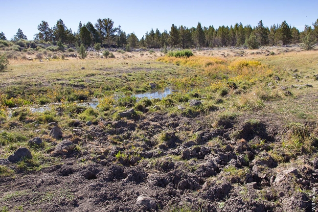 Wild horse impacts near Bottle Springs in the Modoc National Forest. (Photo: Will Sucow)