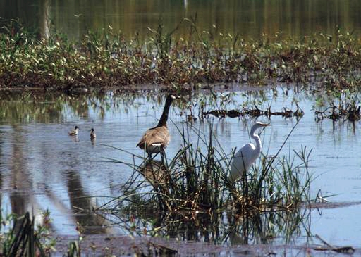 Migrating waterfowl, such as Canada geese and common egret, could carry the avian influenza virus.