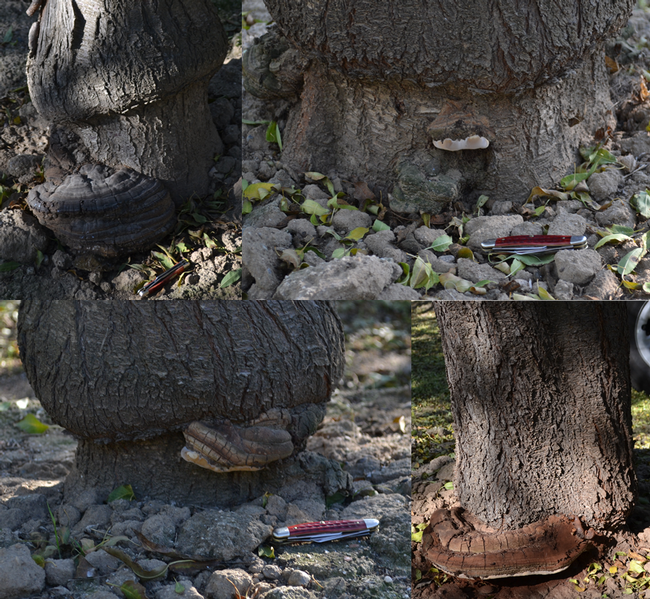 A collage of trees with Ganoderma conks. Once the conks appear, there is no saving the tree. (Photos: Bob Johnson)