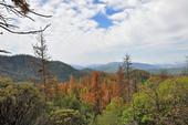 Dead trees in the Sequoia National Forest. (Photo: U.S. Forest Service)