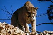 A properly constructed livestock enclosure can thwart mountain lion attacks. (Stock photo: Pixabay)