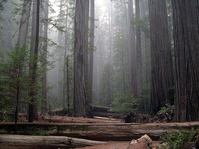 Fog frequency in California's redwood forests is significantly lower now than 100 years ago. (Photo: Jason Sturner, Wikimedia Commons.)