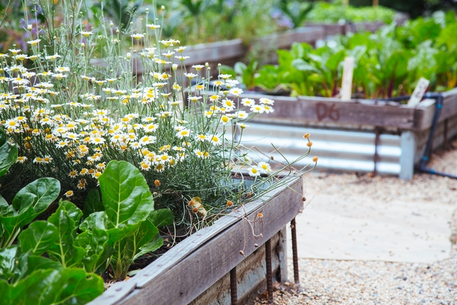 UC Master Gardener demonstration gardens offer knowledge and examples on how to grow a variety of plants in your garden. Visit one today and be inspired!