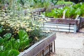 UC Master Gardener demonstration gardens offer knowledge and examples on how to grow a variety of plants in your garden. Visit one today and be inspired!