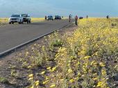 Death Valley National Park visitors enjoy wildflowers from the road. Photo courtesy of NPS.