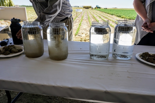Soil samples on the left break down quickly in water. On the right, healthy soil absorbs water without breaking down.