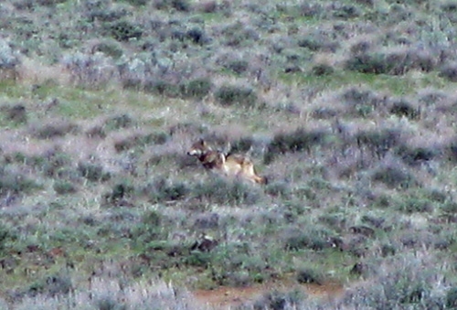Wolf OR-7 is the first wolf to live in California since their extinction in the 1920. (Photo: California Department of Fish and Wildlife, 2014)