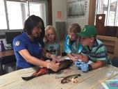 Local Americorps Watershed Steward Alejandara Prendergast disects a salmon with campers