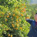 UC Cooperative Extension specialist Beth Grafton-Cardwell is one of two UC ANR scientists who have developed the Science for Citrus Health website.